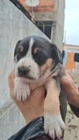 Cachorrinhas