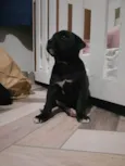 Cachorrinhas