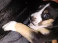 Cachorrinhas