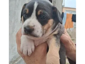 Cachorro raça SRD-ViraLata idade Abaixo de 2 meses nome Cachorrinhas