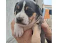 Cachorrinhas