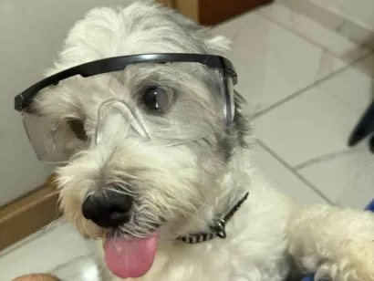 Cachorro raça SRD-ViraLata idade 2 anos nome Júnior 