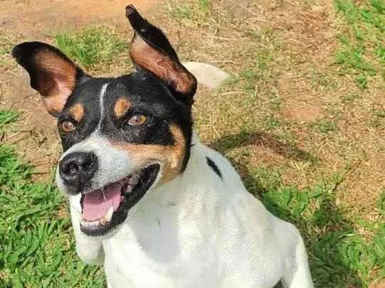 Cachorro ra a SRD-ViraLata idade 4 anos nome Amaury