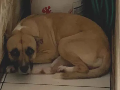 Cachorro raça SRD-ViraLata idade 3 anos nome Estrela 