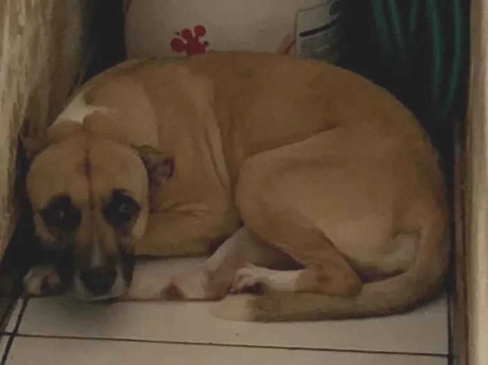 Cachorro ra a SRD-ViraLata idade 3 anos nome Estrela 