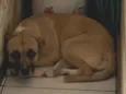 Estrela