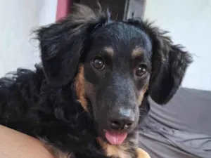 Cachorro raça SRD-ViraLata idade 2 a 6 meses nome  Falar com Natalia - Whats 11 94913-7322