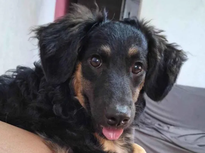 Cachorro ra a SRD-ViraLata idade 2 a 6 meses nome  Falar com Natalia - Whats 11 94913-7322