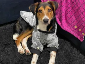 Cachorro raça SRD-ViraLata idade 7 a 11 meses nome Bolt 