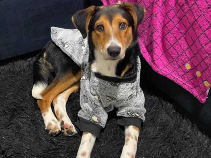 Cachorro ra a SRD-ViraLata idade 7 a 11 meses nome Bolt 