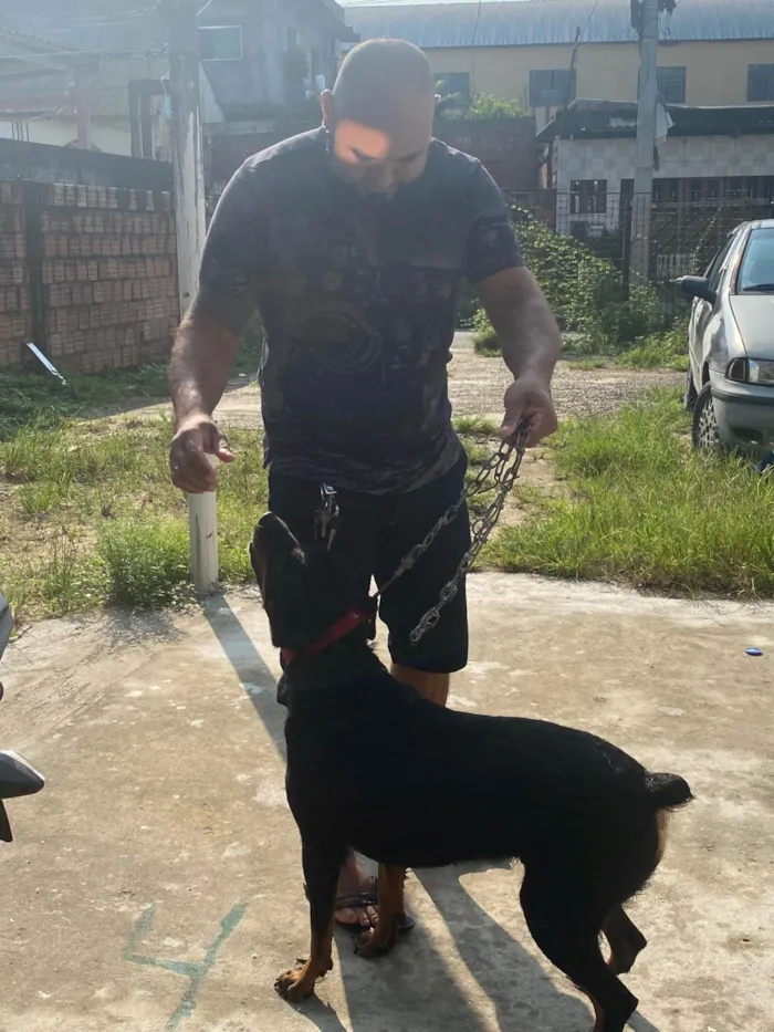 Cachorro ra a Rottweiler idade 5 anos nome Merida