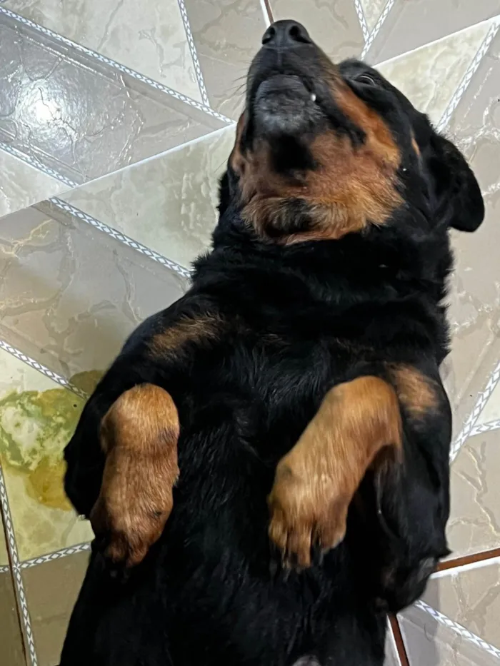 Cachorro ra a Rottweiler idade 5 anos nome Merida
