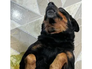 Cachorro raça Rottweiler idade 5 anos nome Merida