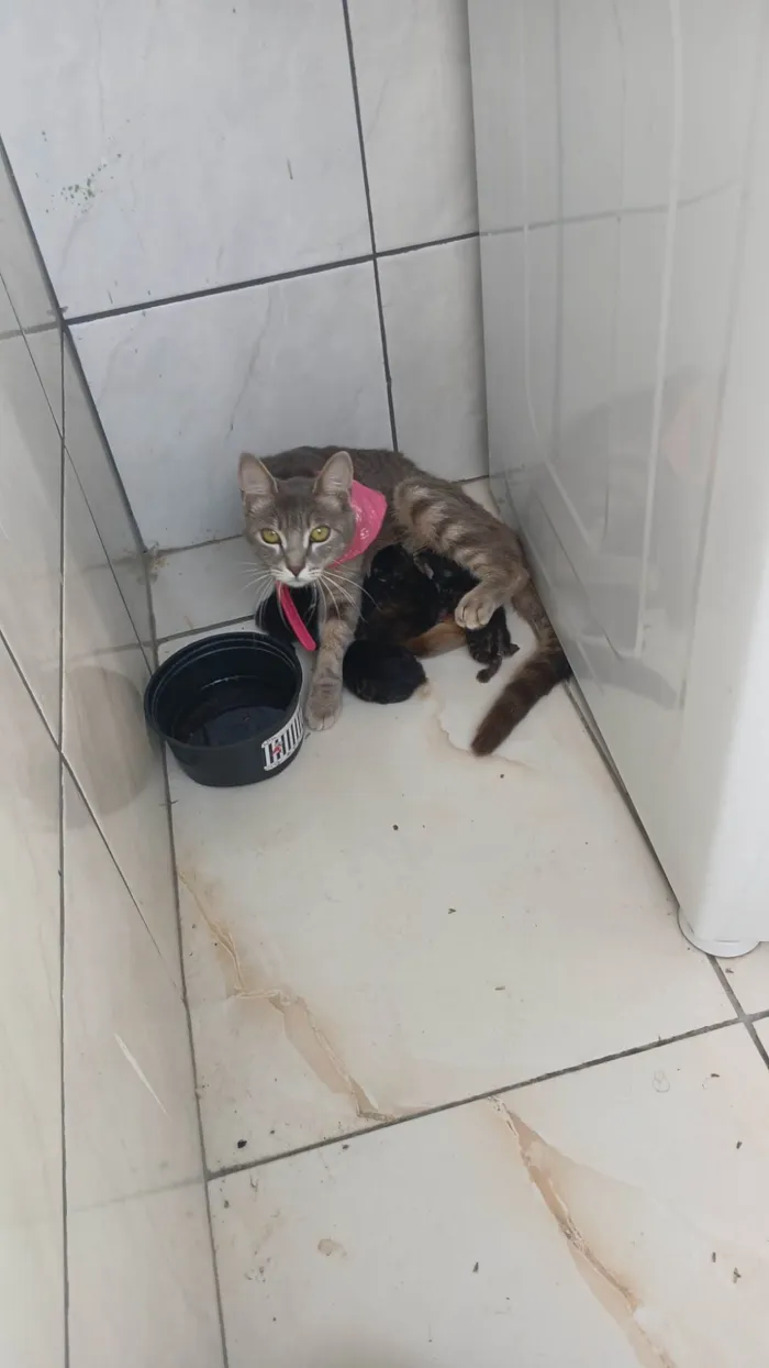 Gato ra a SRD-ViraLata idade 2 a 6 meses nome Ludmila 