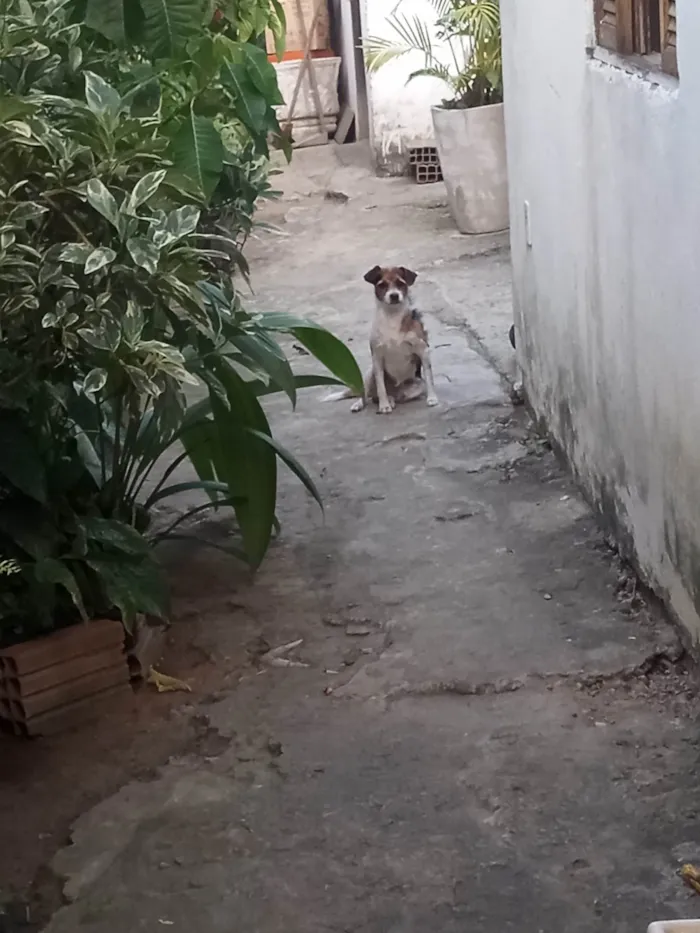 Cachorro ra a SRD-ViraLata idade 2 anos nome miudinho 