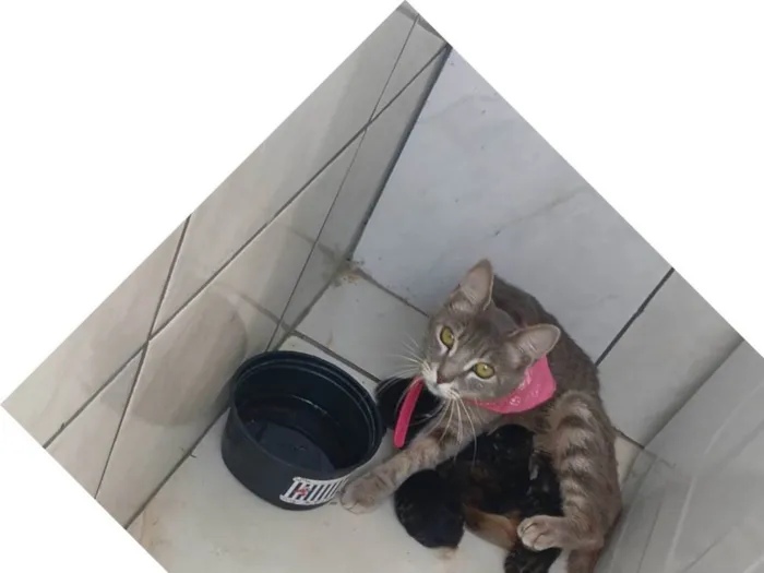 Gato ra a SRD-ViraLata idade 2 a 6 meses nome Ludmila 