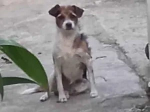 Cachorro raça SRD-ViraLata idade 2 anos nome miudinho 