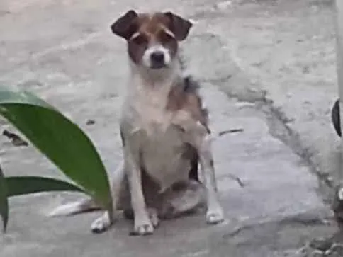 Cachorro ra a SRD-ViraLata idade 2 anos nome miudinho 