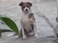 miudinho