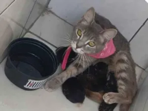 Gato raça SRD-ViraLata idade 2 a 6 meses nome Ludmila 