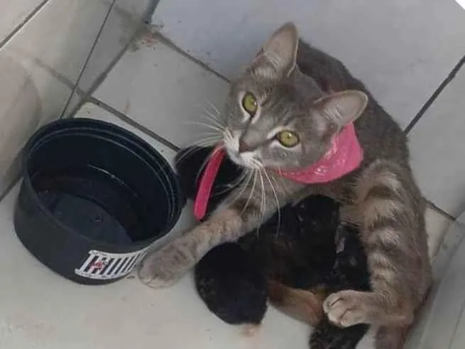 Gato ra a SRD-ViraLata idade 2 a 6 meses nome Ludmila 