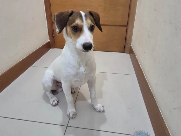 Cachorro ra a SRD-ViraLata idade 7 a 11 meses nome Mike