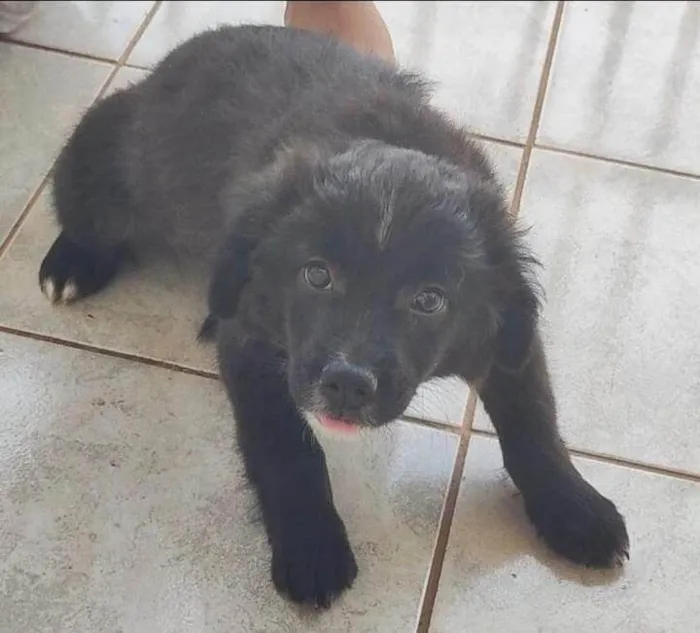 Cachorro ra a SRD-ViraLata idade 2 a 6 meses nome Sem nome