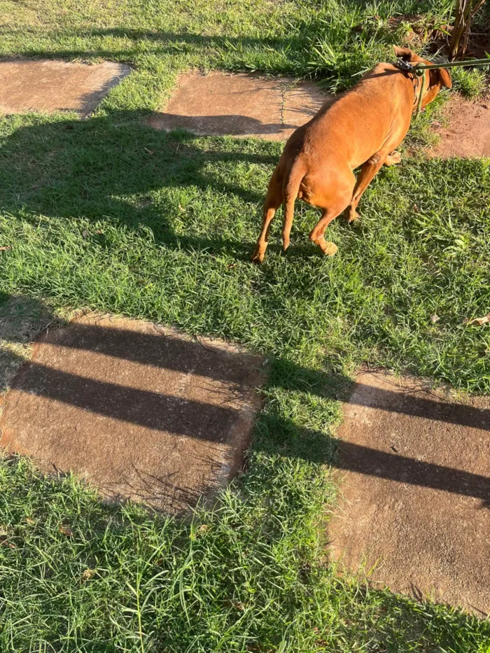 Cachorro ra a Pit-Bull idade 4 anos nome Kiara 