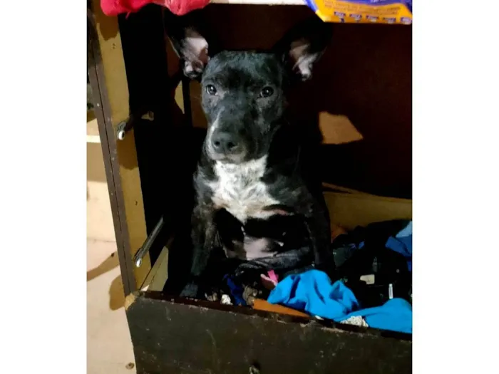 Cachorro ra a Pit-Bull idade 2 a 6 meses nome Safira ,titico , Venom 