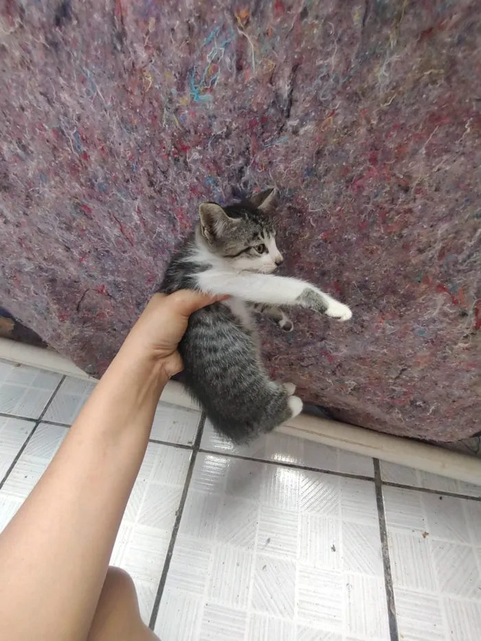 Gato ra a SRD-ViraLata idade Abaixo de 2 meses nome Ainda não tem