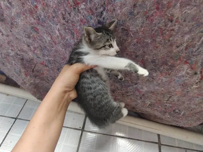Gato ra a SRD-ViraLata idade Abaixo de 2 meses nome Ainda não tem