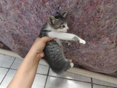 Gato raça SRD-ViraLata idade Abaixo de 2 meses nome Ainda não tem