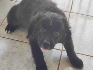 Cachorro raça SRD-ViraLata idade 2 a 6 meses nome Sem nome