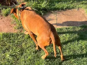 Cachorro raça Pit-Bull idade 4 anos nome Kiara 