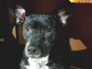 Cachorro raça Pit-Bull idade 2 a 6 meses nome Safira ,titico , Venom 