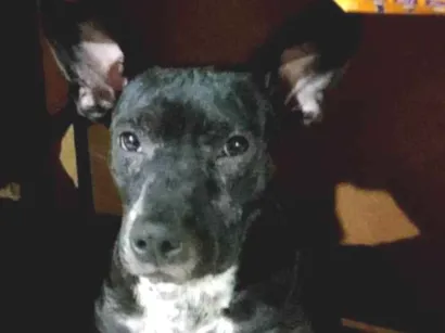 Cachorro raça Pit-Bull idade 2 a 6 meses nome Safira ,titico , Venom 