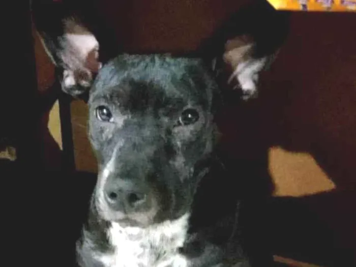Cachorro ra a Pit-Bull idade 2 a 6 meses nome Safira ,titico , Venom 