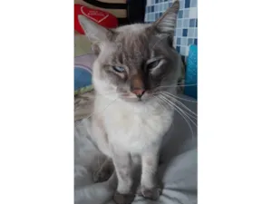 Gato raça SRD-ViraLata idade 1 ano nome Gato