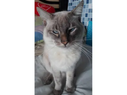 Gato raça SRD-ViraLata idade 1 ano nome Gato