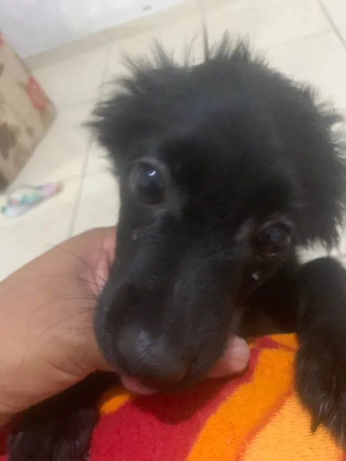 Cachorro ra a SRD-ViraLata idade 2 a 6 meses nome Pérola 