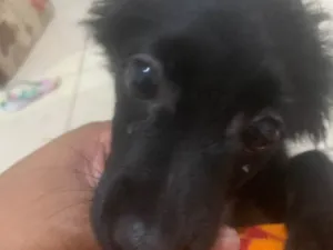 Cachorro raça SRD-ViraLata idade 2 a 6 meses nome Pérola 