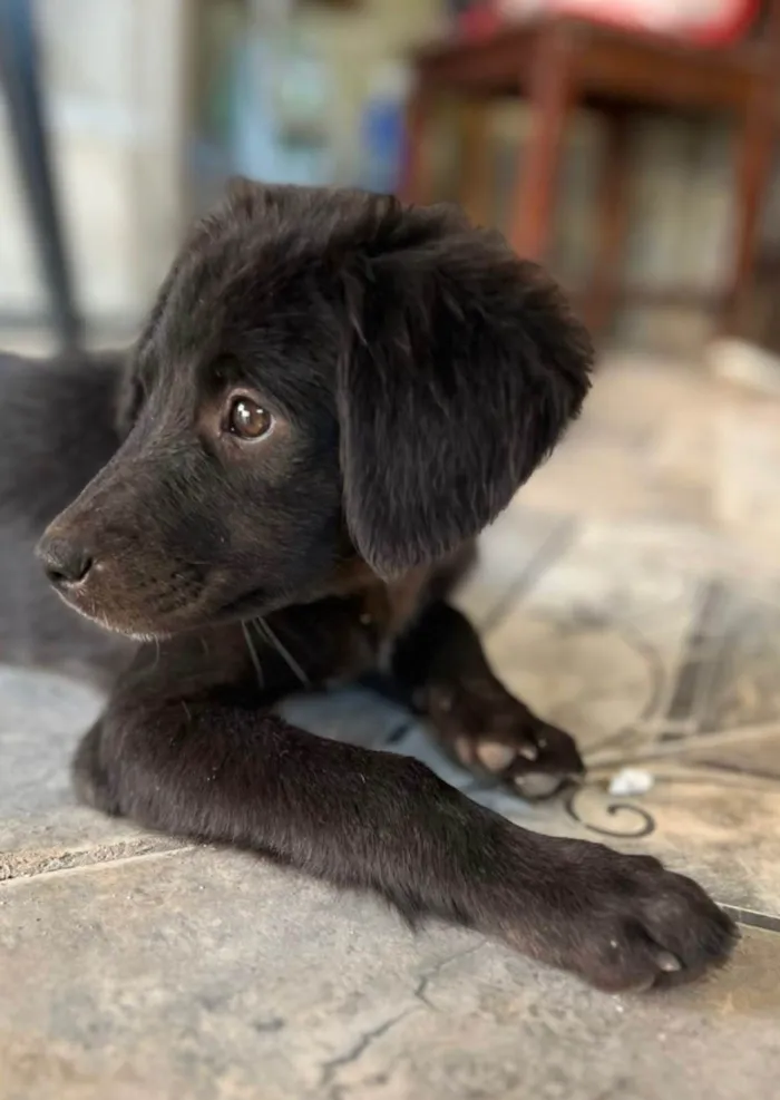 Cachorro ra a SRD-ViraLata idade 2 a 6 meses nome Luna