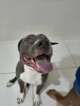 Apolo