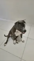 Apolo