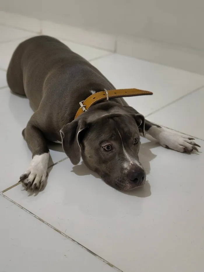 Cachorro ra a Pit-Bull idade 4 anos nome Apolo