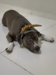 Apolo