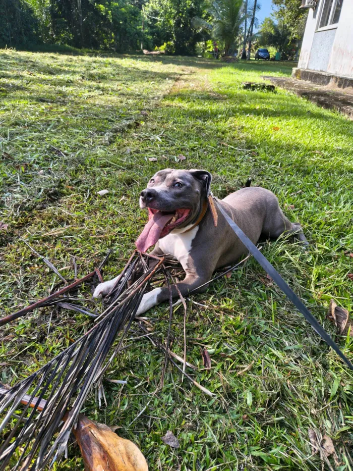 Cachorro ra a Pit-Bull idade 4 anos nome Apolo