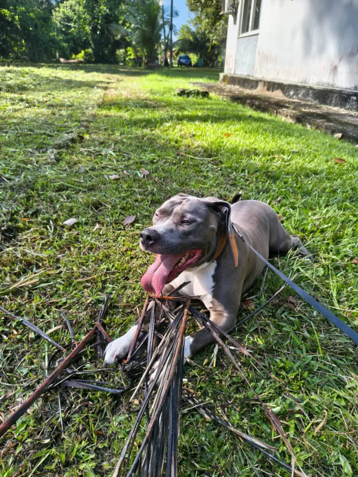 Cachorro ra a Pit-Bull idade 4 anos nome Apolo