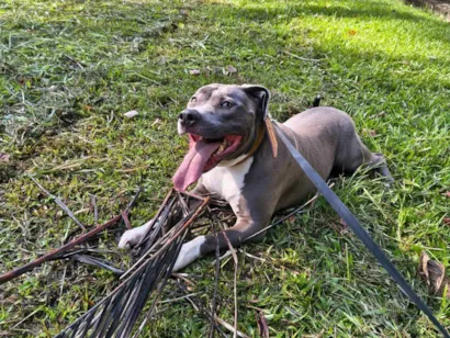 Cachorro raça Pit-Bull idade 4 anos nome Apolo