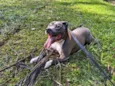Apolo